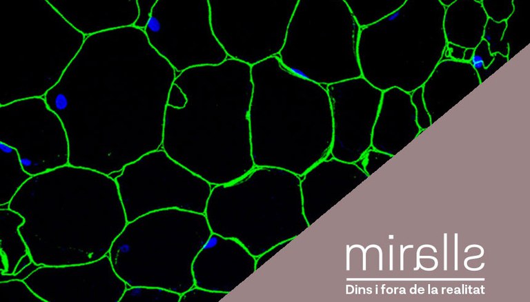 CONFERÈNCIES I DEBATS · EL QUE NO VEU L'ULL: COM OBSERVAR LES CÈL·LULES DE LES PLANTES I EL SEU FUNCIONAMENT
