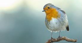 ECOACTIVITAT · ANELLAMENT D'OCELLS AL PARC DE LA MITJANA