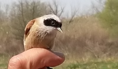 ECODESCOBERTA · ANELLAMENT D'OCELLS A RUFEA