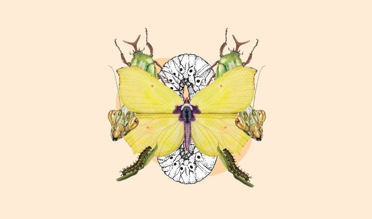 FAMÍLIA: TALLER D’IL·LUSTRACIÓ CIENTÍFICA. ELS INSECTES