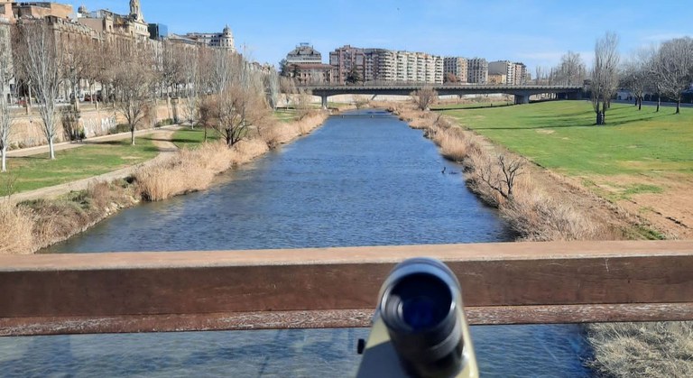 PUNT D'OBSERVACIÓ + BIODIVERSITAT · ELS OCELLS AL VOLTANT DEL RIU