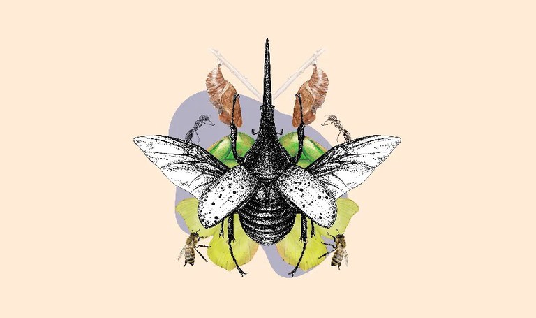 TALLER D’IL·LUSTRACIÓ CIENTÍFICA: ELS INSECTES