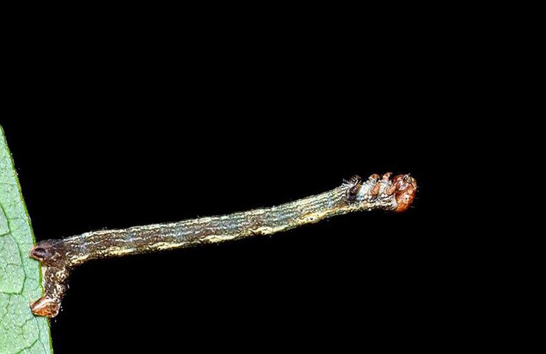 TALLER · ESTRATÈGIES DELS ÉSSERS VIUS. SOBREVIURE EN EL MEDI