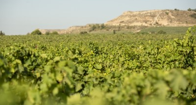 TAST DE VINS · CELLER DE SANUI