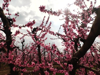 La Floració per l'Horta de Lleida