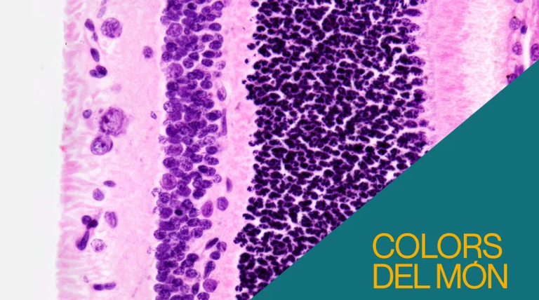 CONFERENCIAS Y DEBATES · LA VISIÓN DEL COLOR