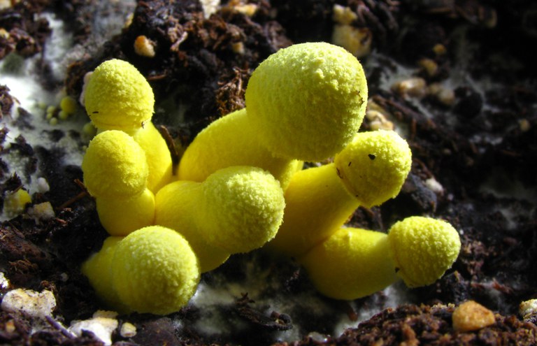 EXPLORA · LA CASA DE LOS HONGOS, LOS HONGOS DE CASA