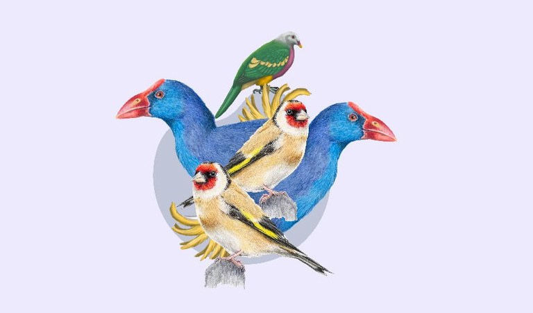 FAMILIA · TALLER DE ILUSTRACIÓN CIENTÍFICA. LAS AVES