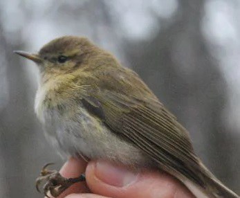 ANILLAMIENTO DE AVES EN AIGUAMOLLS DE RUFEA