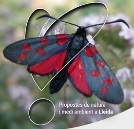 TALLER + BIODIVERSIDAD · ANILLAMIENTO EN EL PARQUE DE LA MITJANA