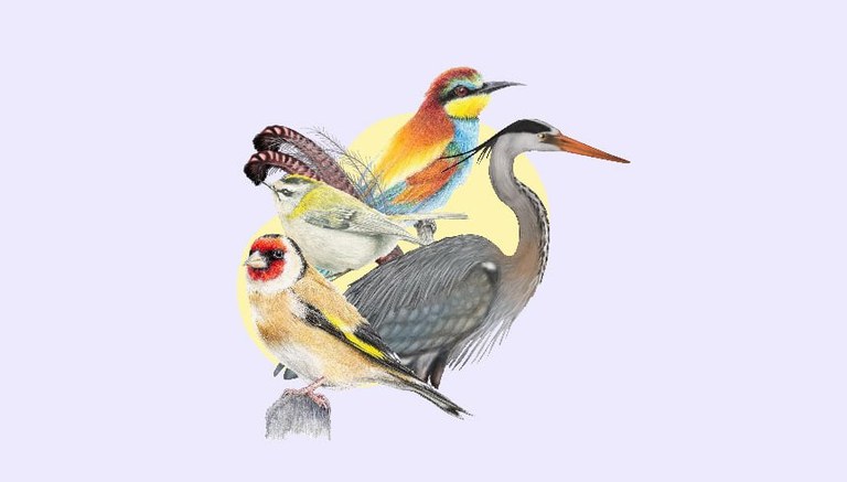 TALLER DE ILUSTRACIÓN CIENTÍFICA: LAS AVES