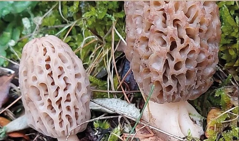 XXVI MUESTRA DE SETAS DE PRIMAVERA